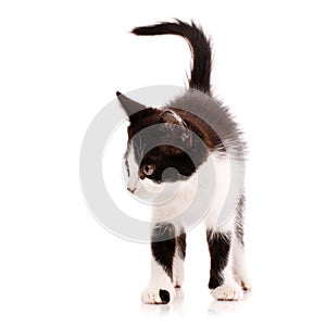 Domestic kitten with cute black spots on its front paws walks on a white background.