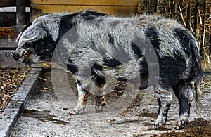 Domestic boar 6