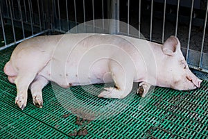 Domestic boar sleeping in pigpen