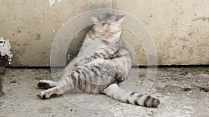 A domestic British Shorthair silver classic female tabby cat is licking itself on an old dirty concrete balcony. Funny sitting.