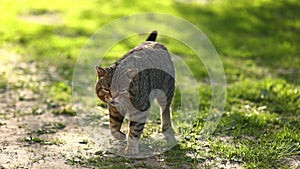 domestic british tabby cat walking on green grass in park. cute pet seriously looking in camera and meow on sunny day