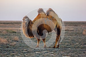 Domestic brown bactrian two-humped camel in desert of Kazakhstan