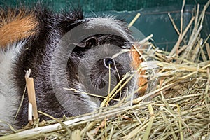 Domestic brown, black and white guinea pig Cavia porcellus