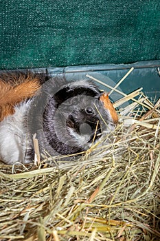 Domestic brown, black and white guinea pig Cavia porcellus