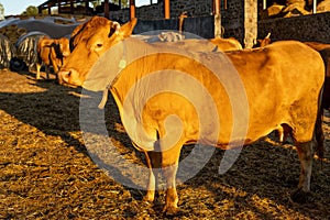 Domestic brown cow close up photo. Portrait of a Cow Grown for Organic Meat at the farm outdoor.