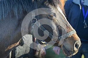 Domestic brown horse, closeup profile portrait