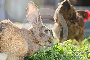 Domestic brown rabbit eating grass behind a hen