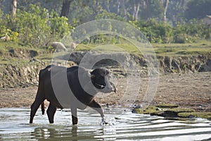 Domestic buffalo crossing the river, Bardia, Nepal