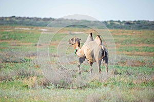 Domestic camel brown in the steppe walking and eating
