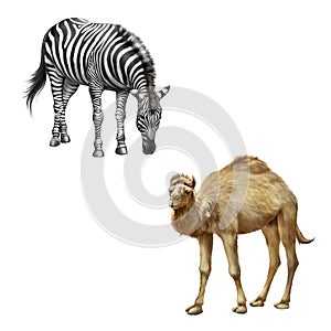 The domestic camel standing, zebra bent down