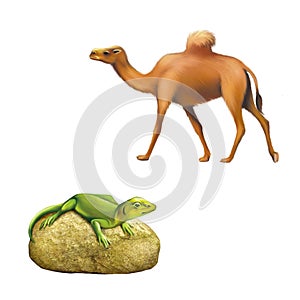 The domestic camel walking, green lizard sitting