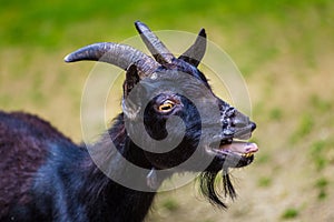 Domestic cameroon goat portrait in nature