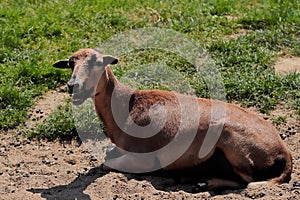 Domestic cameroon sheep on the farmfield