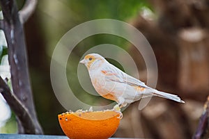 Domestic Canary perched on the orange.
