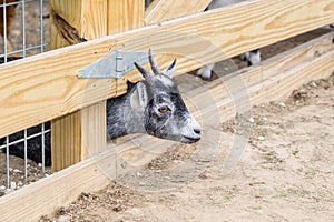Domestic or Capra Aegagrus Hircus Goat