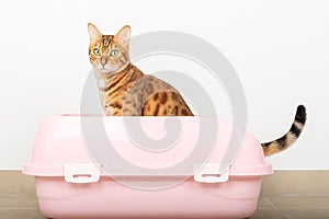 Domestic cat in an absorbent litter box photo