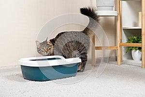 A domestic cat is accustomed to the toilet, a litter box