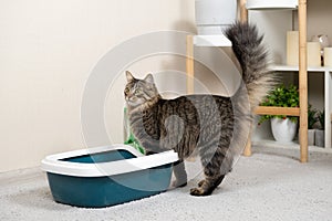 A domestic cat is accustomed to the toilet, a litter box