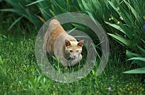 Domestic Cat, Adult hunting on Grass