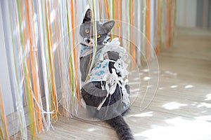 Domestic cat in bandage after surgery at home plays with paw with a curtain. Postoperative dressing. Care of a pet after