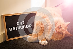 Domestic cat behavior issue depicted with cute ginger cat.