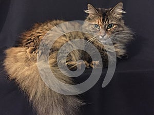 Domestic Cat on a black background