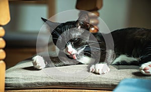 A domestic cat with a black and white coat lies at home on a chair and bask in the sun