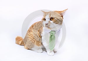 Domestic cat with bowtie on isolated background