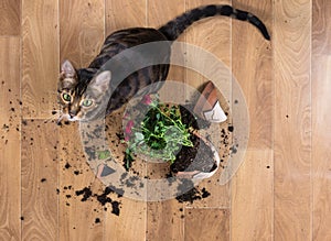 Domestic cat breed toyger dropped and broke flower pot with red