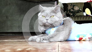 Domestic cat with bright postoperative bandage lies on the floor and looks around. Pet after castration or sterilization