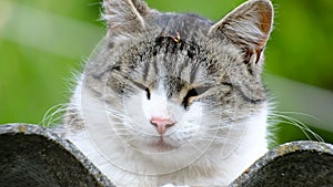 Domestic cat in a bright sunny day