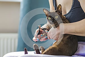A domestic cat of Burmese breed, brown with yellow eyes, in the hands of the owner. She doesn't like having her