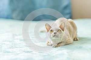 A domestic cat of the Burmese breed, the color of champagne with yellow eyes, in a city apartment building. Likes to lie on the photo