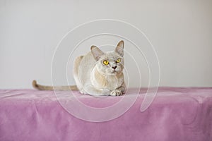 A domestic cat of the Burmese breed, the color of champagne with yellow eyes, in a city apartment building. Likes to lie on the photo