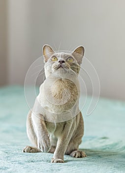 A domestic cat of Burmese breed, playful and active, in a city apartment building. Loves toys and bows. The eyes of a happy pet