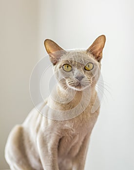 A domestic cat of Burmese breed, playful and active, in a city apartment building. Loves toys and bows. The eyes of a happy pet