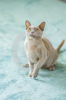 A domestic cat of Burmese breed, playful and active, in a city apartment building. Loves toys and bows. The eyes of a happy pet