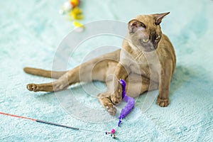 A domestic cat of Burmese breed, playful and active, in a city apartment building. Loves toys and bows. The eyes of a happy pet