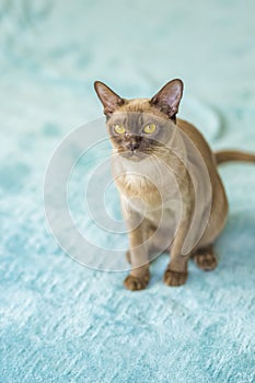 A domestic cat of Burmese breed, playful and active, in a city apartment building. Loves toys and bows. The eyes of a happy pet