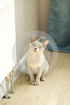 A domestic cat of Burmese breed, playful and active, in a city apartment building. Loves toys and bows. The eyes of a happy pet