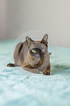 A domestic cat of Burmese breed, playful and active, in a city apartment building. Loves toys and bows. The eyes of a happy pet