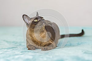 A domestic cat of Burmese breed, playful and active, in a city apartment building. Loves toys and bows. The eyes of a happy pet