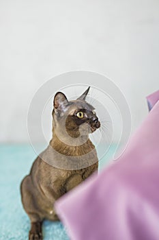 A domestic cat of Burmese breed, playful and active, in a city apartment building. Loves toys and bows. The eyes of a happy pet