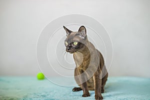 A domestic cat of Burmese breed, playful and active, in a city apartment building. Loves toys and bows. The eyes of a happy pet