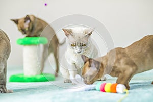 A domestic cat of Burmese breed, playful and active, in a city apartment building. Loves toys and bows. The eyes of a happy pet