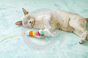 A domestic cat of Burmese breed, playful and active, in a city apartment building. Loves toys and bows. The eyes of a happy pet