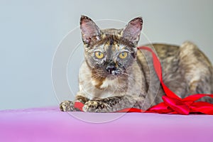 A domestic cat of Burmese breed, playful and active, in a city apartment building. Loves toys and bows. The eyes of a happy pet