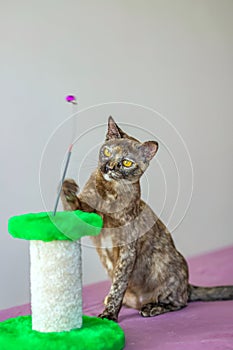 A domestic cat of Burmese breed, playful and active, in a city apartment building. Loves toys and bows. The eyes of a happy pet