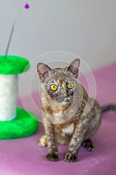 A domestic cat of Burmese breed, playful and active, in a city apartment building. Loves toys and bows. The eyes of a happy pet