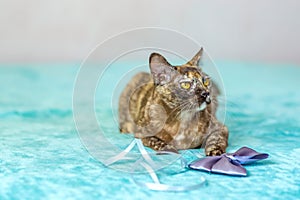 A domestic cat of Burmese breed, playful and active, in a city apartment building. Loves toys and bows. The eyes of a happy pet